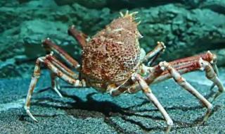 油蟹和帝王蟹有区别吗 帝王蟹是螃蟹吗